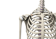 Operative Treatment of Clavicle Fractures